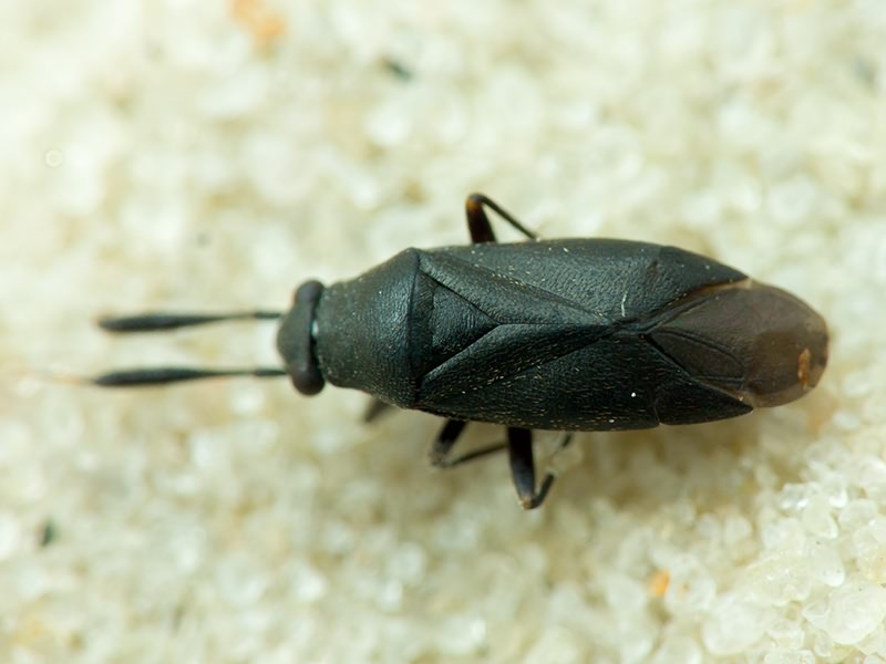 Miridae